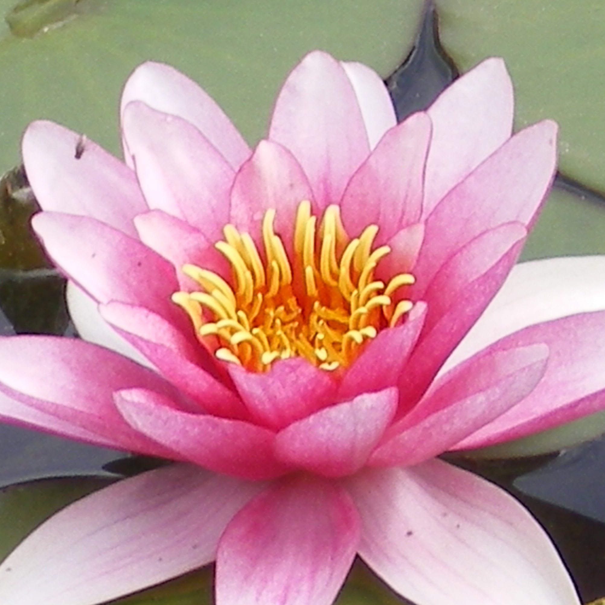 Photo de Monsieur Bernard GAUFFIER